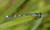 Coenagrion mercuriale