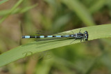 Coenagrion mercuriale
