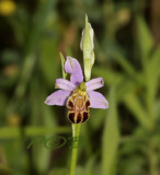 Ophrys apifera var. friburgensis