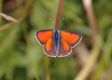 Rode vuurvlinder, Lycaena hippothoe