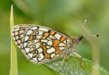 Ringoogparelmoervlinder, Boloria eunomia