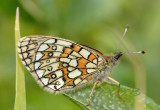   Ringoogparelmoervlinder, Boloria eunomia