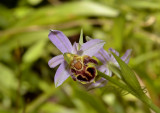 Ophrys apifera  var.  friburgensis, Freiburg Deutschland