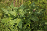 Bilzekruid, Hyoscyamus niger, industriegebied