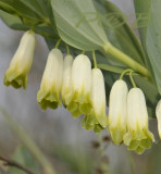 Welriekende salomonszegel, polygonatum odoratum