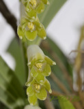 Welriekende salomonszegel, Polygonatum odoratum