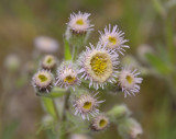 Scherpe fijnstraal, Erigeron acer