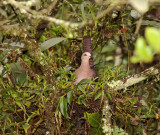Barred cuckoo-Dove (Macropygia unchall) nesting on orchid (Pinalia bipunctata)