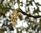 Pholidota articulata,close