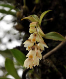 Pholidota articulata,close