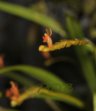Liparis gibbosa, close