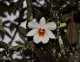 Dendrobium christyanum with crabspider