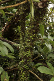 Trichotosia daysiphylla, habitat
