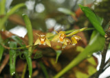 Coelogyne schultesii