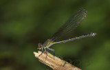Euphaea ochracea, female