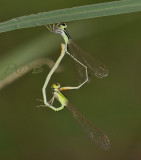 Agriocnemis pygmaea, mating