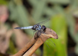 Aethriamanta aethra