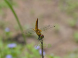 Aethriamanta brevipennis, immature male