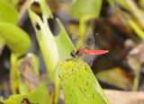 Aethriamanta brevipennis, adult male