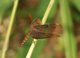 Neurothemis fulvia, female