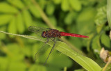 Orthetrum chrysis 