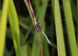 Orthetrum luzonicum