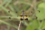 Rhyothemis phyllis