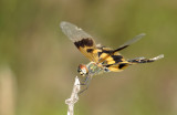 Rhyothemis variegata