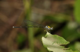 Prodasineura auricolor
