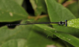 Coeliccia sp.