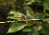 Orthetrum glaucum, female