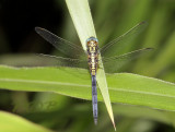 O. luzonicum