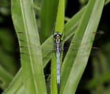 O.luzonicum