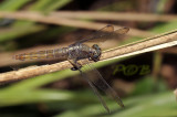 Orthetrum sp. female