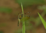 Palplopleura sexmaculata