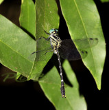 Microgomphus thailandica