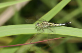 Acisoma panorpoides, female