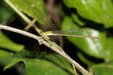 Ceriagrion indochinense, female