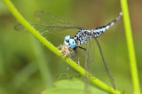 Acisoma ponorpoides, male feeding on micro butterfly