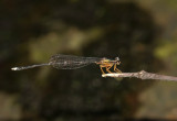 Copera vittata, male