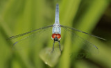 Brachydiplax sobrina, male