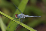 Brachydiplax sobrina, male