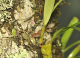 Bulbopyllum hymenanthum, cloudy forest