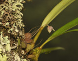 Bulbopyllum hymenanthum, cloudy forest