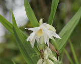 Thunia alba