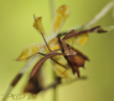 Staurochilus with mantis