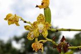 Hygrochilus parishii, new name is Phalaenopsis hygrochila