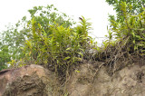 Staurochilus fasciatus on the edge of a lime-stone cliff