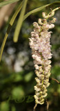 Rhynchostylis retusa