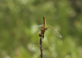 Aethriamanta brevipennis, female